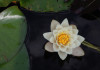 A photo of a lotus representing mindfulness