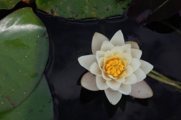 A photo of a lotus representing mindfulness